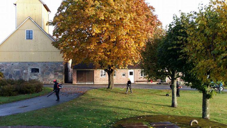 Två elever och en lärare blåser och krattar ihop nedfallna höstlöv på skolans skötselområde.