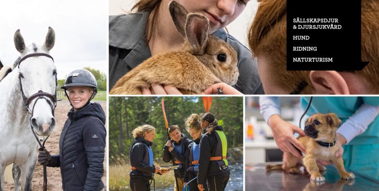 Kollage med elever i olika utbildningssituationer. Elev med häst, elever med en kanin och en hund som blir undersökt.