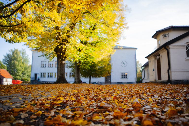 Vit skolbyggnad med träd i höstskrud och löv på marken framför byggnaden.