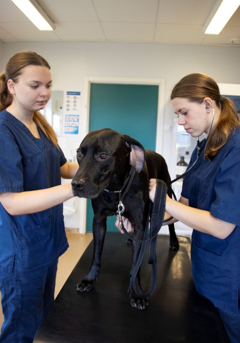 Två elever undersöker en hund i veterinärkliniken på skolan.